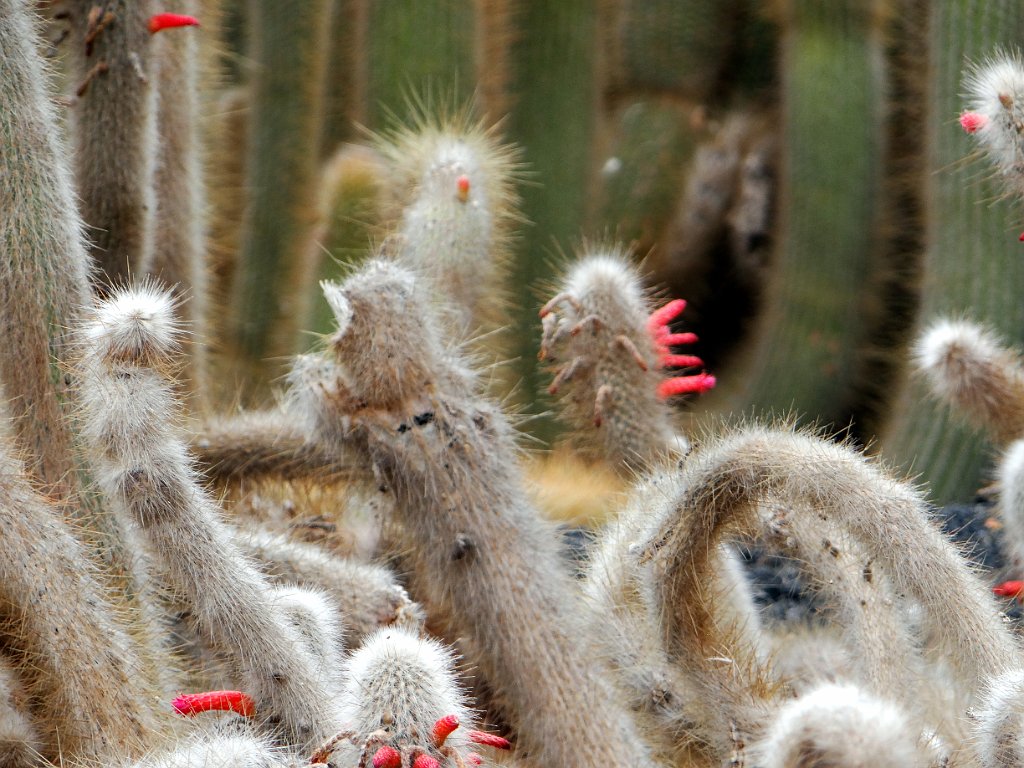 11 Antigua - Giardino botanico.JPG